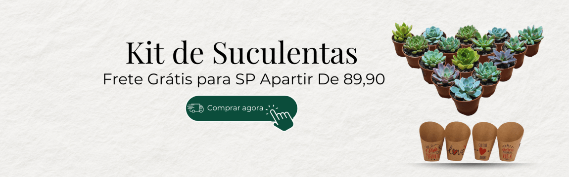 KIT SUCULENTAS