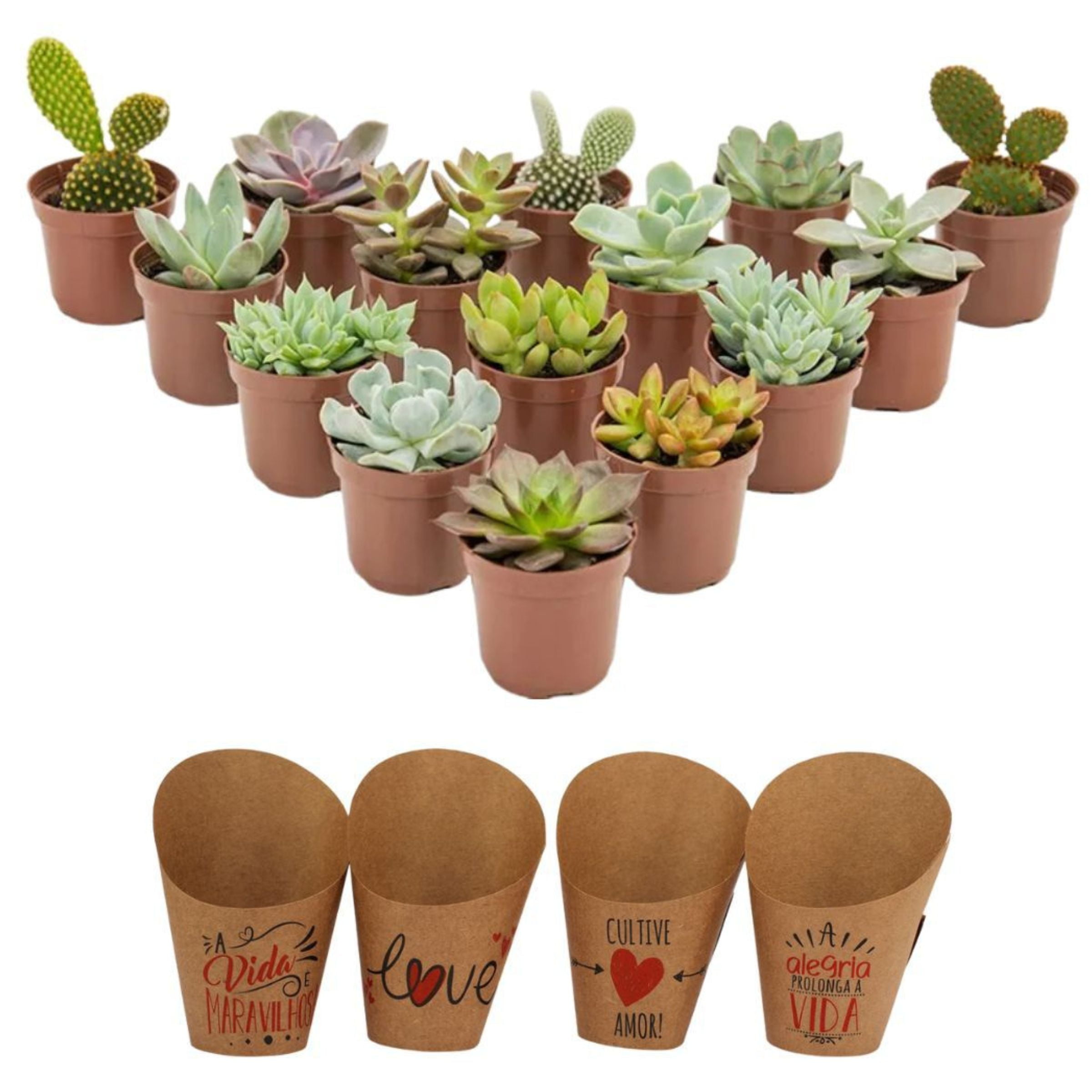 Mini Suculentas Para Lembrancinhas personalize do seu jeito