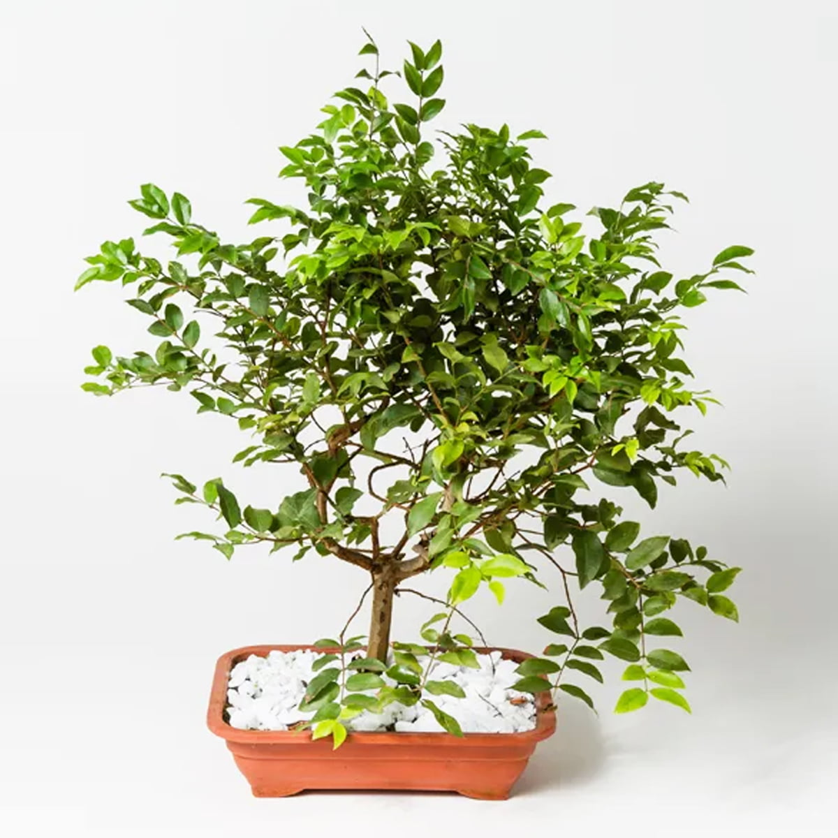 Bonsai Jabuticabeira Frete Grátis