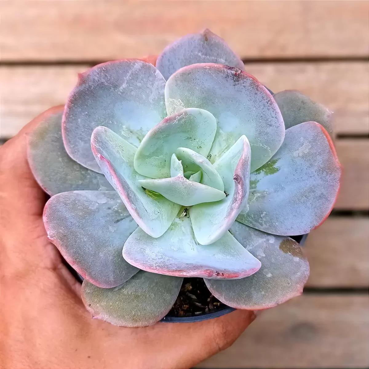 Echeveria Gila pote 11