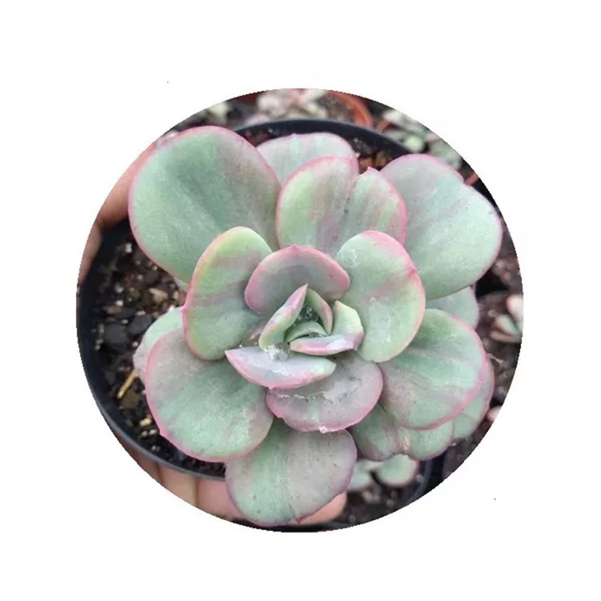 Echeveria Goiabinha pote 11