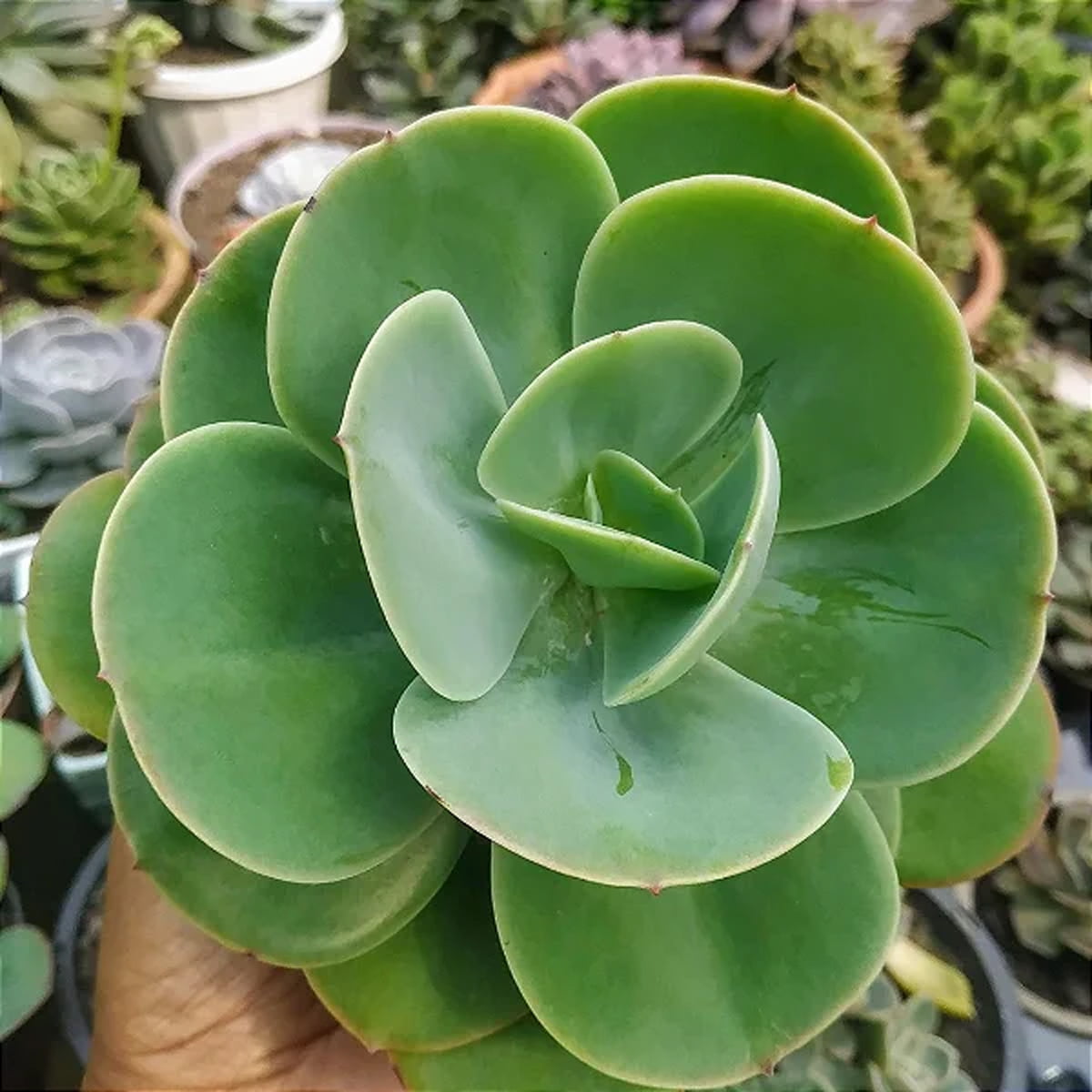 Echeveria Mandala Citrus Momoka pote 11