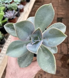 Echeveria Metálica (metalica) pote 11