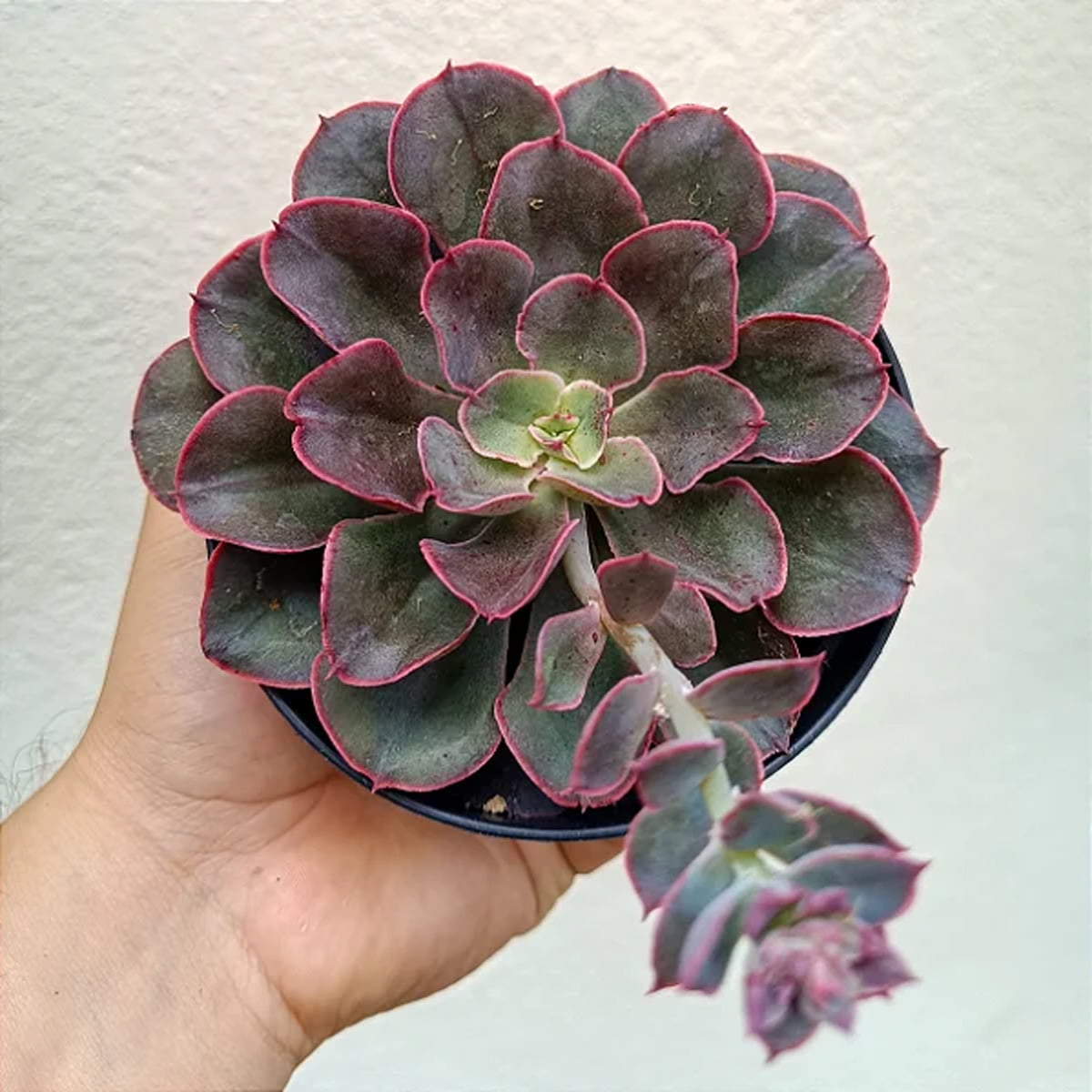 Echeveria Painted Frills pote 11