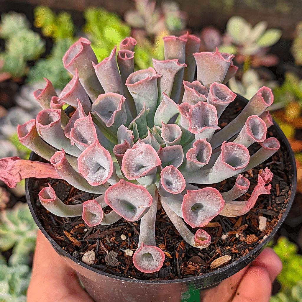 Echeveria Pink Trumpet pote 11