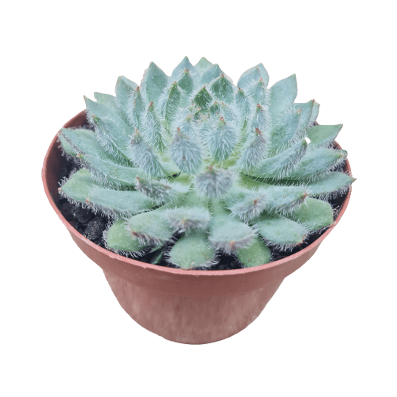 Echeveria Setosa Diminuta pote 11