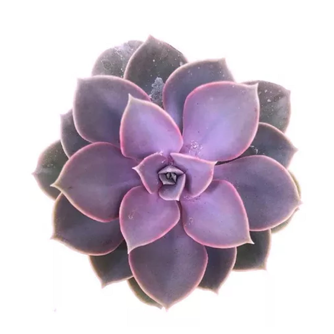 Muda Suculenta Echeveria Rosa Perle Von Nuremberg pote 11