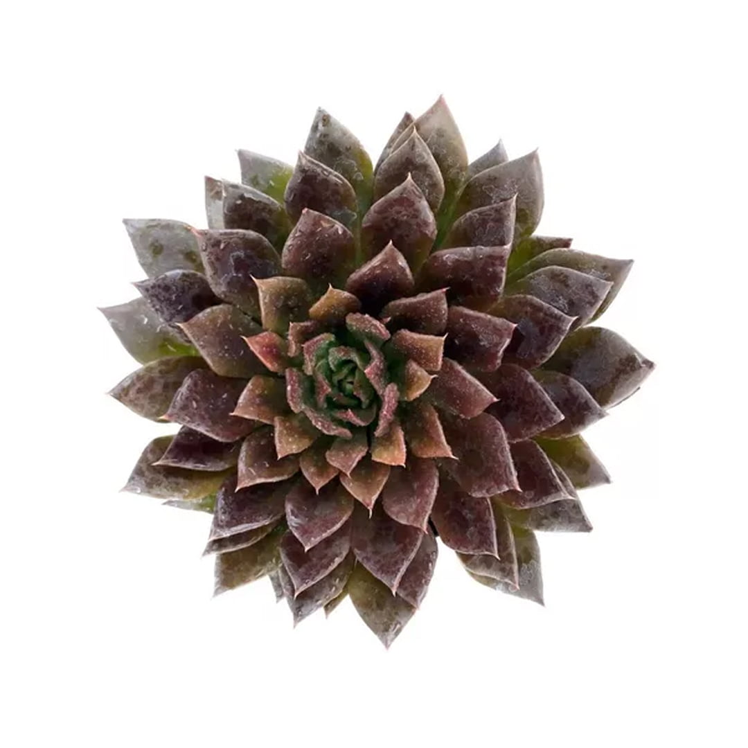 Suculenta Echeveria Black Prince pote 06