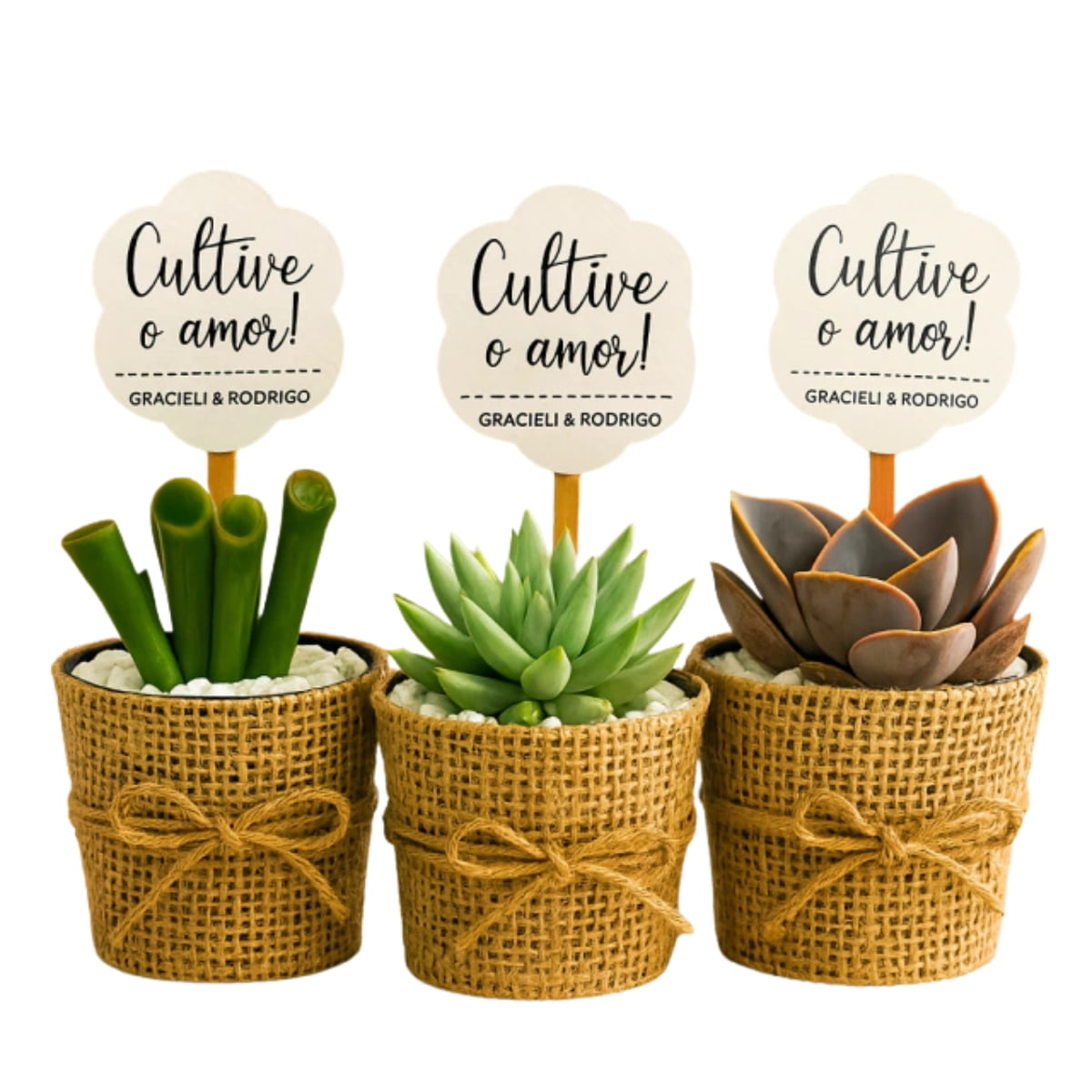 50 Mini Suculentas C/JUTA Para Lembrancinhas personalize do seu jeito  