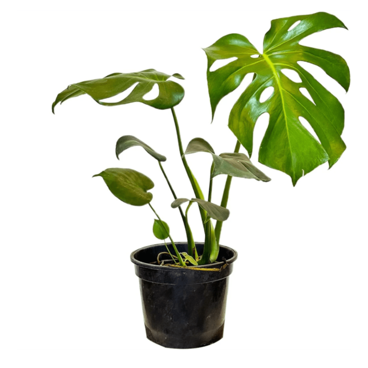 Costela de Adão Muda Monstera Planta 50cm Decoração Interna