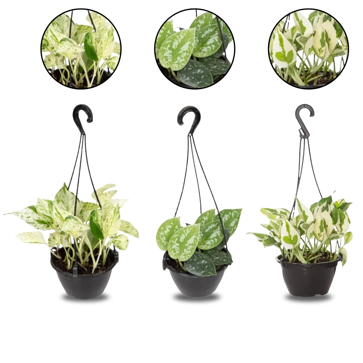 Kit 3 Jiboia Njoy Branco Prateada Verde Variadas C13