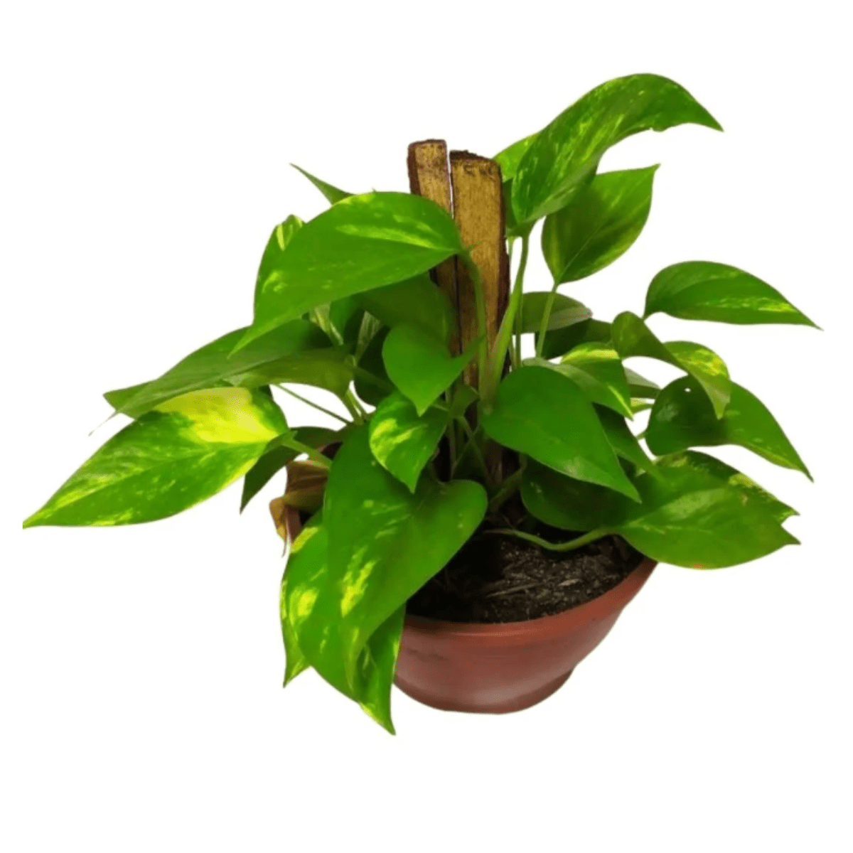 Muda da Planta Jibóia 40cm com Cuia para Decoração Interna