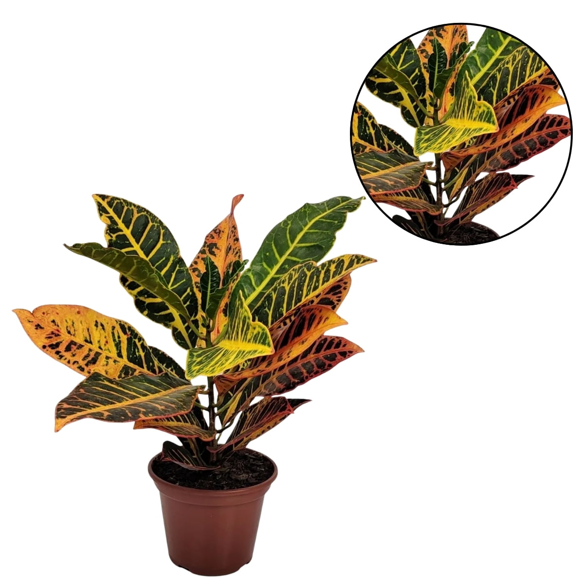 Muda de Cróton Petra Pote 11 Planta Colorida de Área Externa