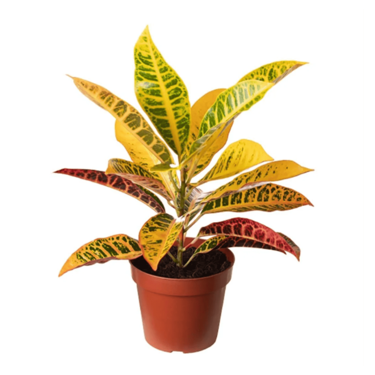 Muda de Cróton Petra Pote 14 Planta Colorida de Área Externa