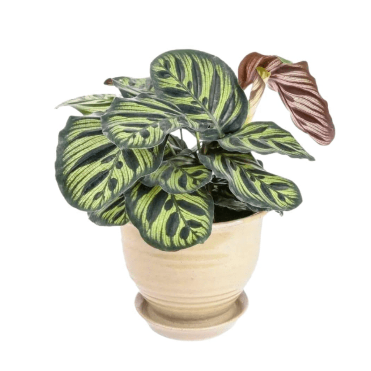 Muda de Maranta Makoyama Pote 12 Planta Decoração Interna