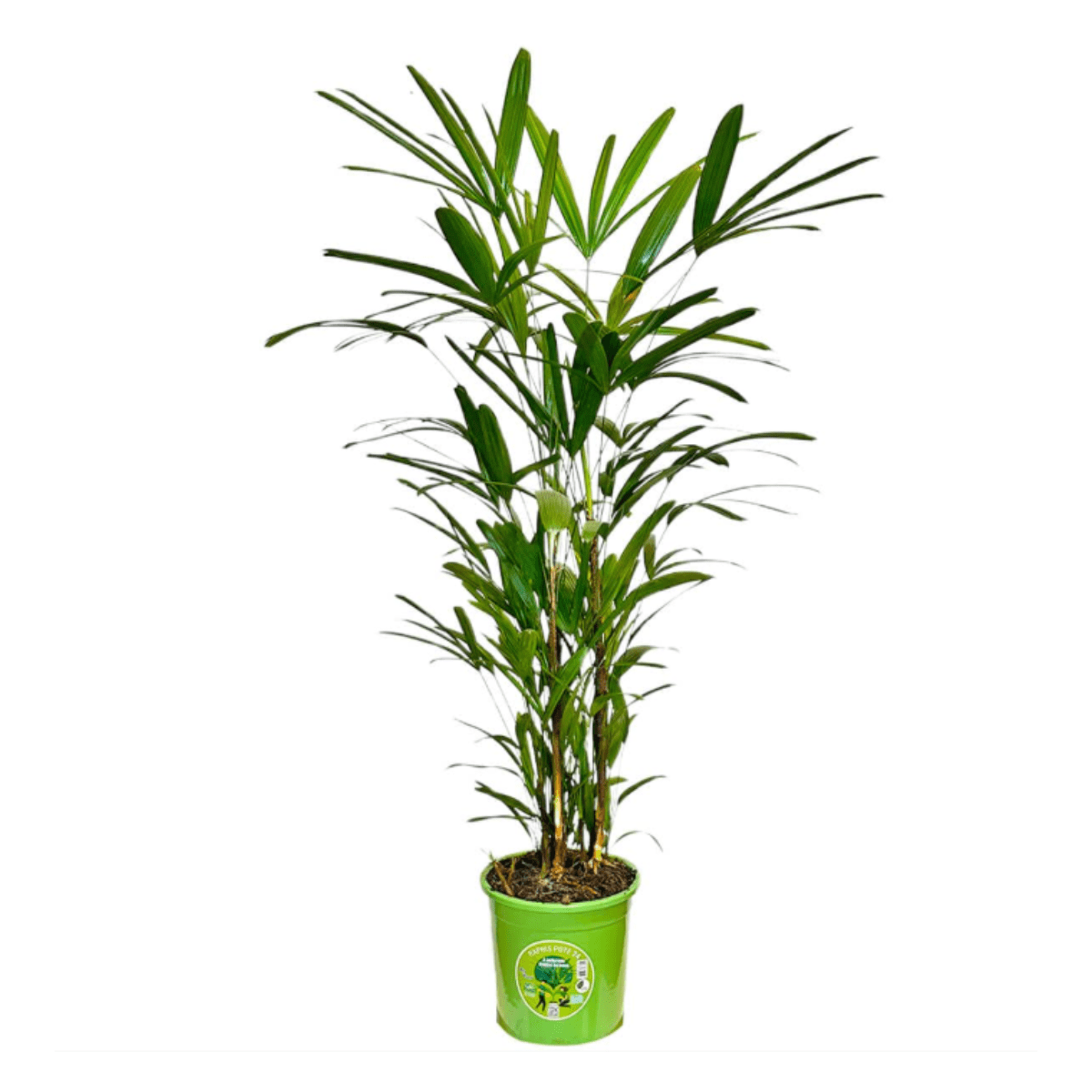 Muda de Ráfia 1m Planta Decoração Interna