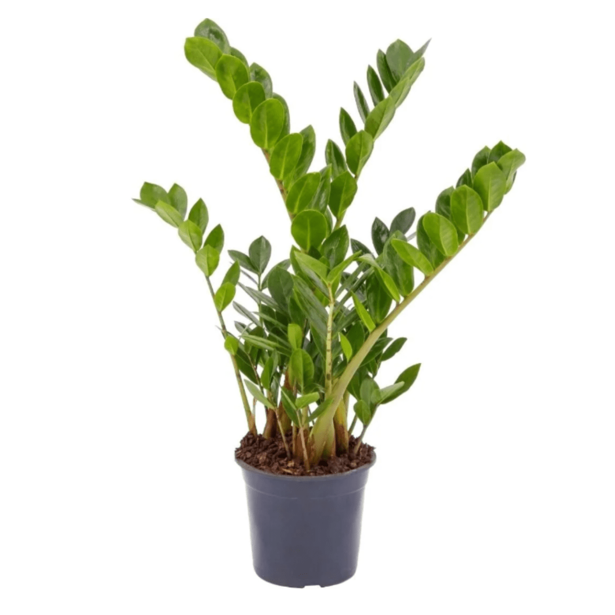 Muda de Zamioculca Grande 60cm Planta Decoração Interna