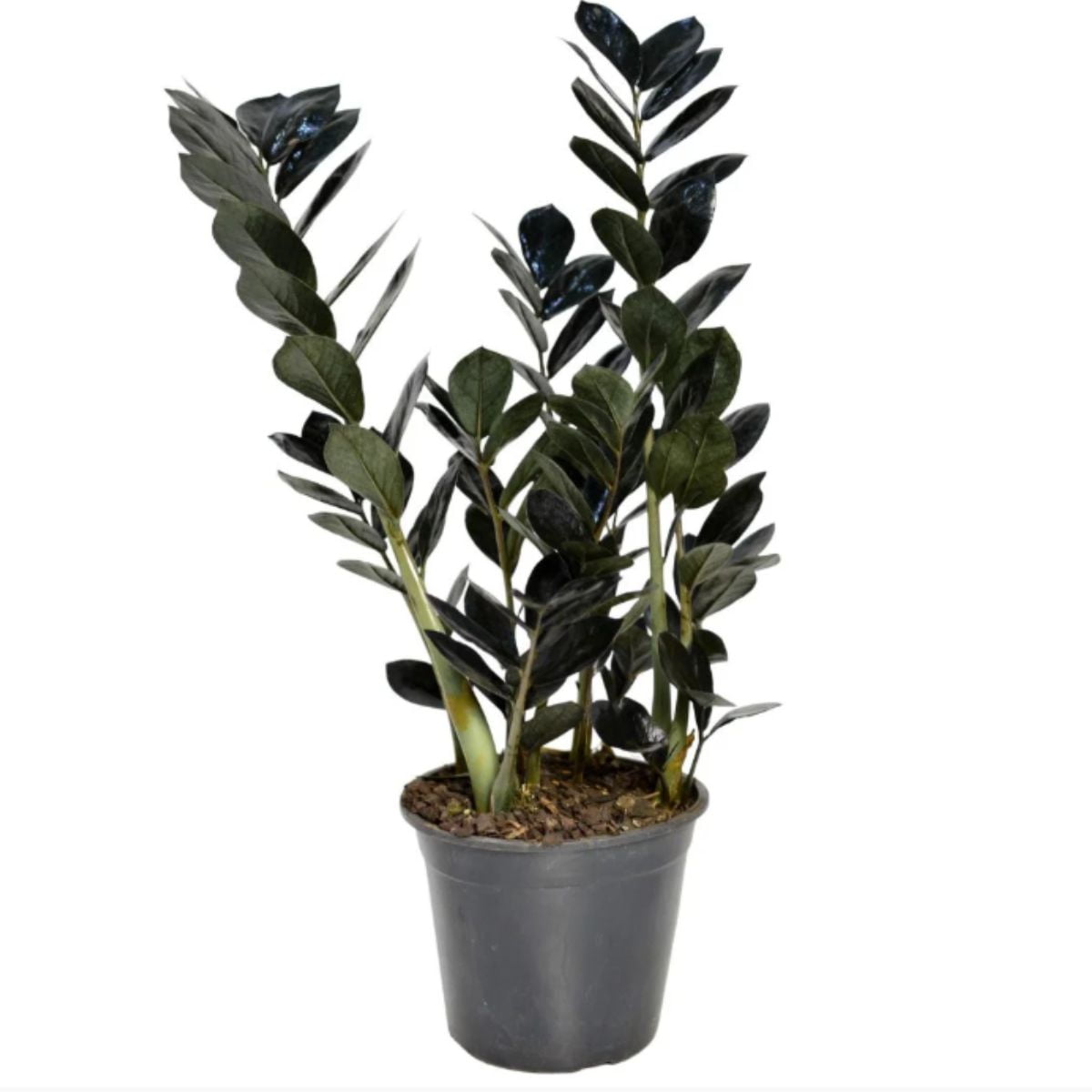 Zamioculca Black Preta Exótica Decoração Interna