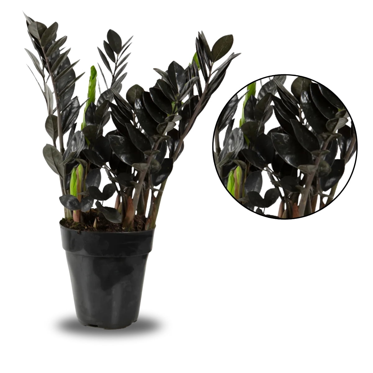 Zamioculca Black Preta Exótica Decoração Interna