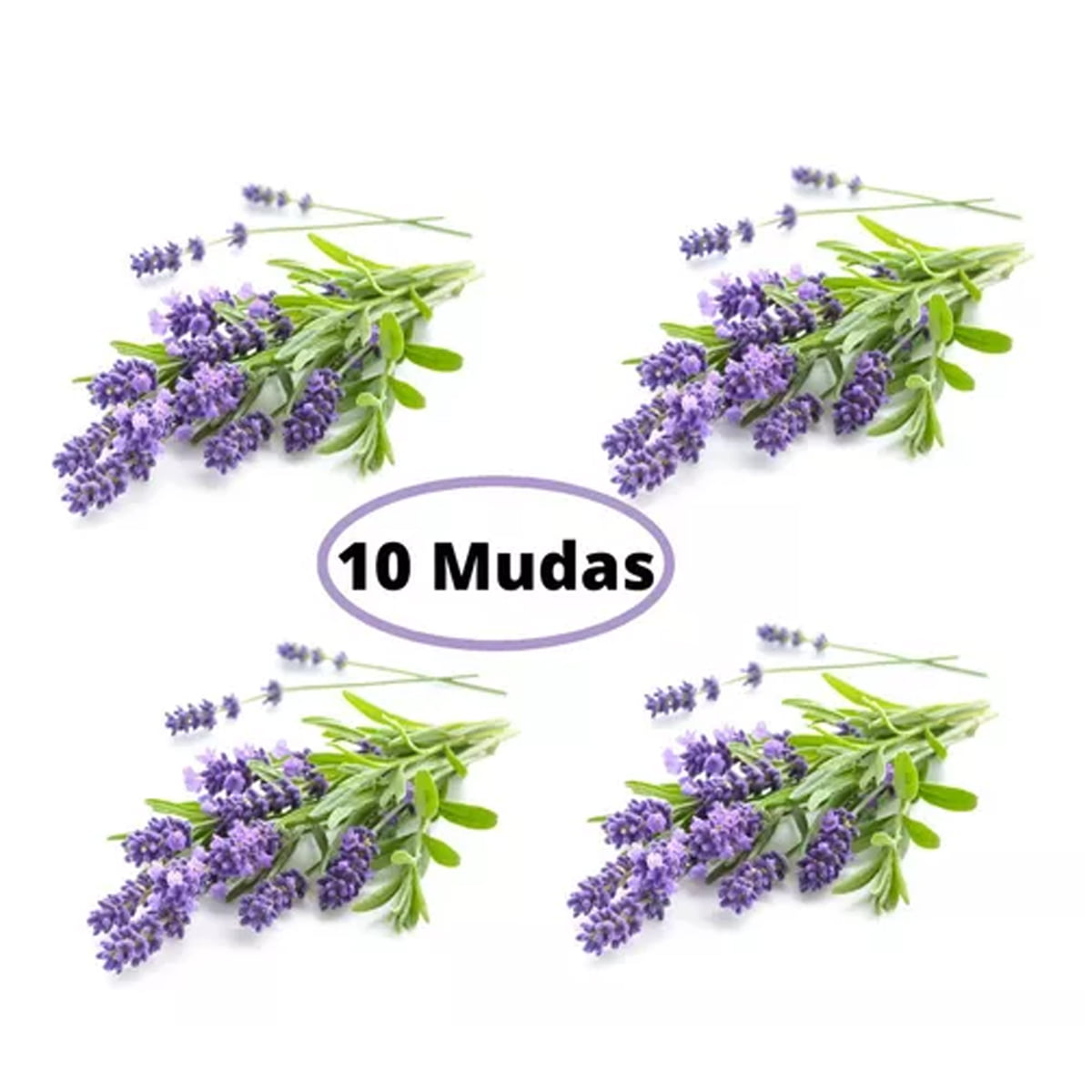 Kit 10 Mudas De Lavanda Alfazema Perfumada Bem Formada