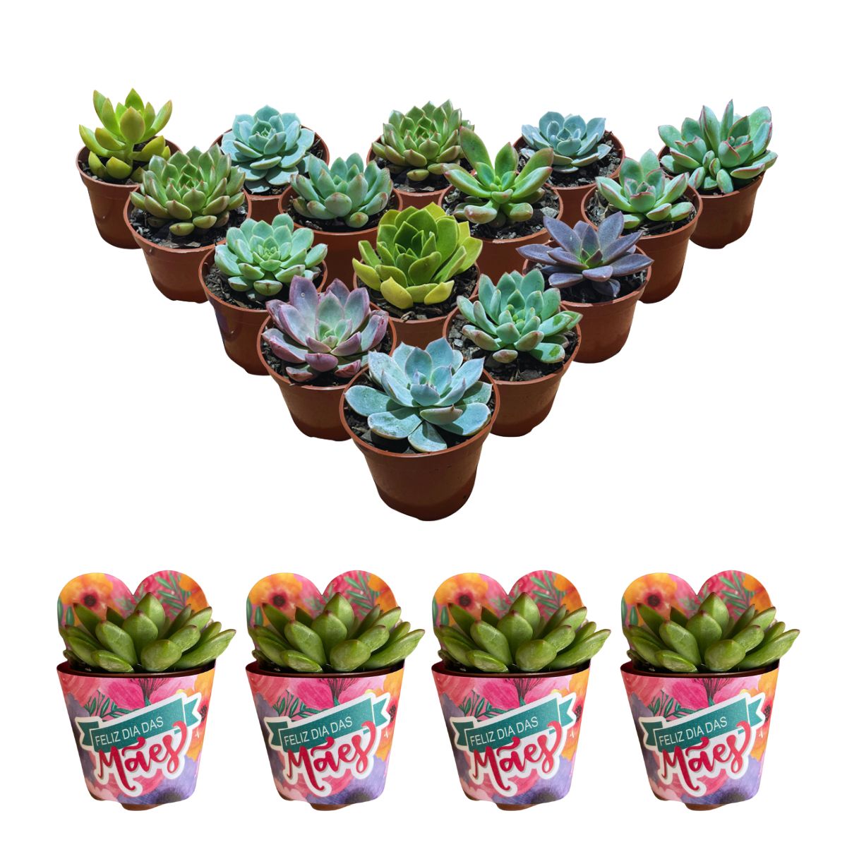 Kit 12 Mudas Suculentas Terra E Vasos+brinde Imperdivel Dia Das Mães