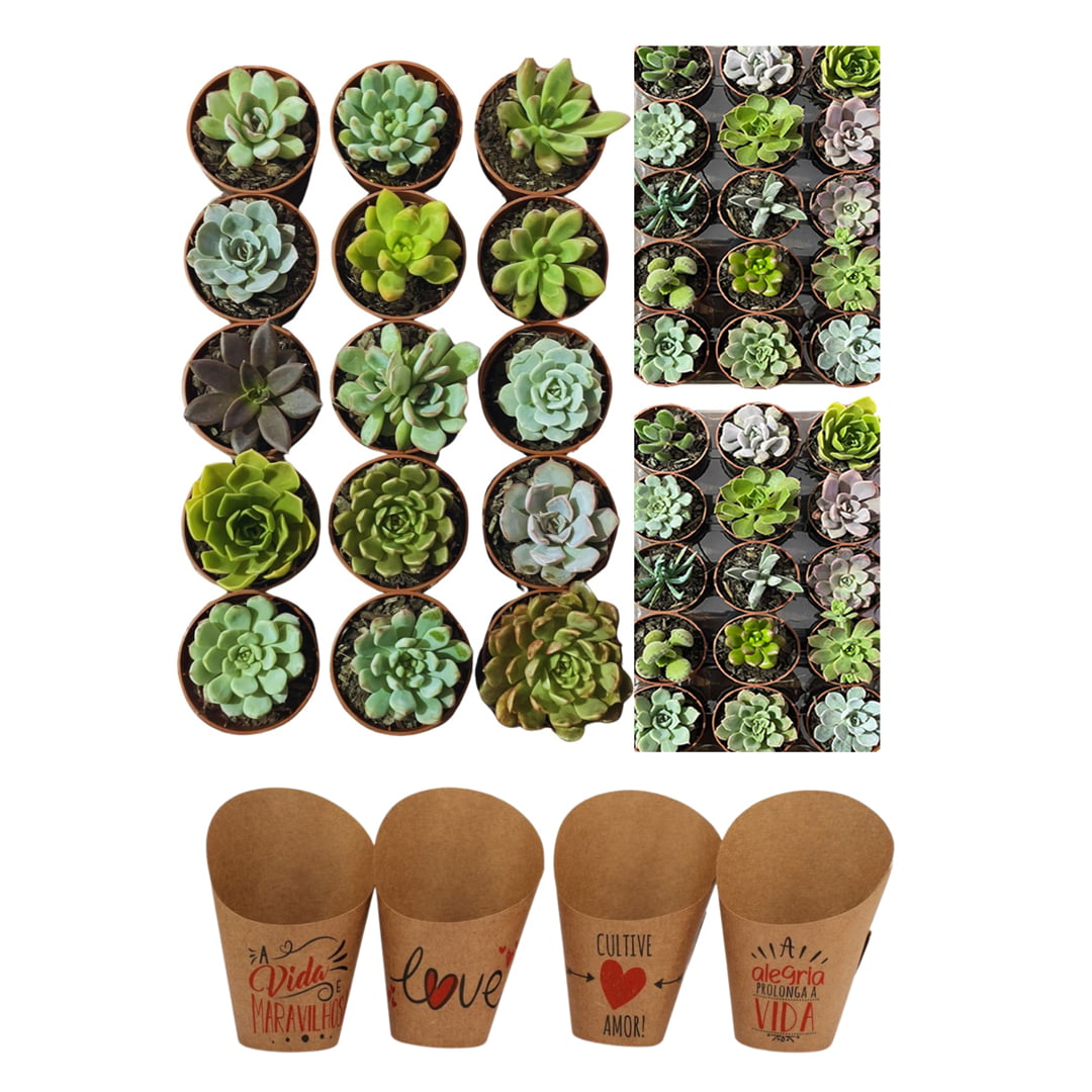 Kit 50 Mudas de Suculentas Naturais Variadas – Frete Grátis SP