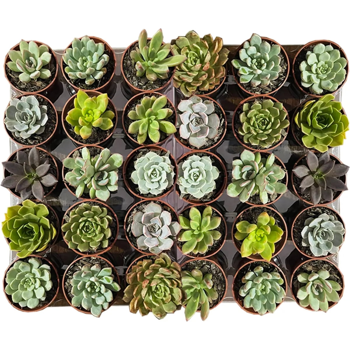 Kit 50 Mudas de Suculentas Naturais Variadas FRETE  GRATIS 