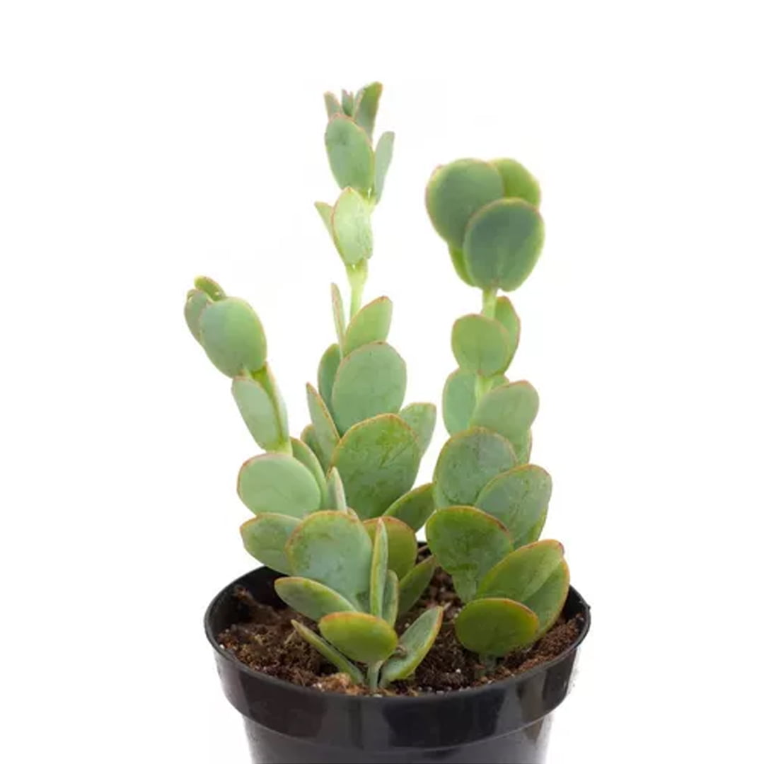 Muda Da Suculenta Kalanchoe Marnieriana pote 06