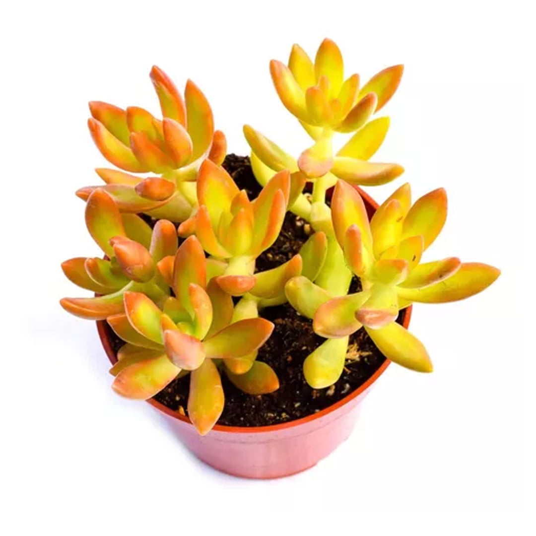 Muda Suculenta Laranja Sedum Nussbaumerianum pote 06 kit c/3