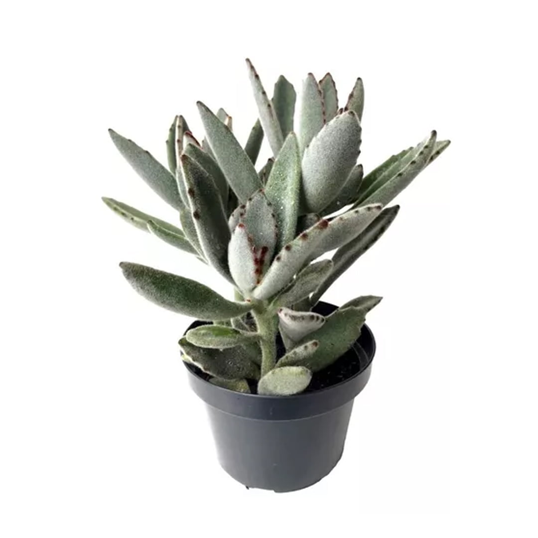 Suculenta Kalanchoe Tomentosa Orelha De Gato pote 06