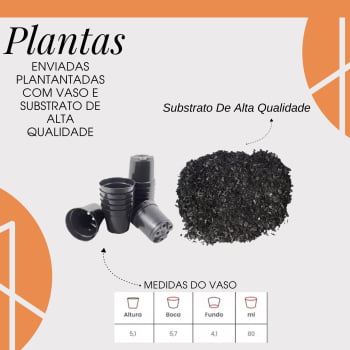 Mini Suculentas Para Lembrancinhas personalize do seu jeito