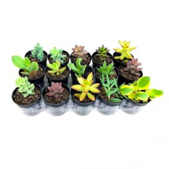 Plantas Suculentas Mudas Coloridas Kit C/ 10 Fácil Cultivo - Cópia (1)