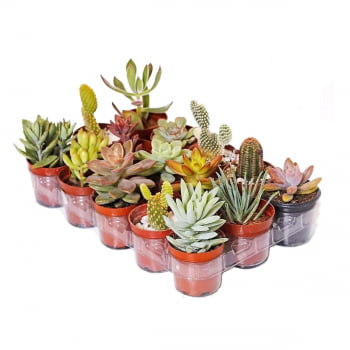Plantas Suculentas Mudas Coloridas Kit C/ 10 Fácil Cultivo - Cópia (1)