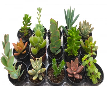 Plantas Suculentas Mudas Coloridas Kit C/ 10 Fácil Cultivo - Cópia (1)