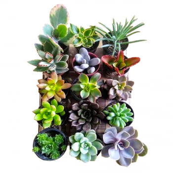 Plantas Suculentas Mudas Coloridas Kit C/ 10 Fácil Cultivo - Cópia (1)