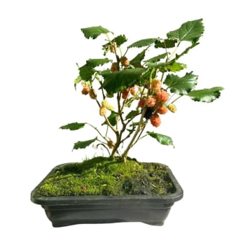 Bonsai De Amora Bonsai Frutífero Árvore Japonês Frutificada Frete Grátis