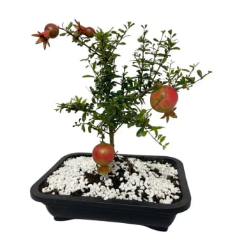 Bonsai De Romã Árvore Japonesa Bonsai Frutífero Frete Grátis