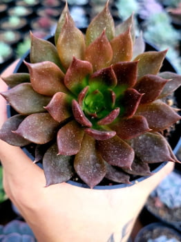 Echeveria Black Prince com folhas onduladas pote 11