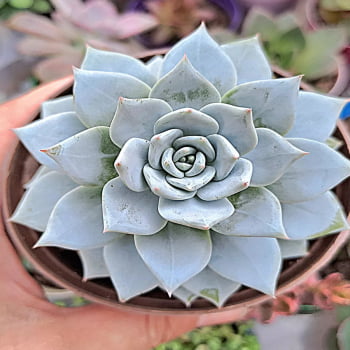 Echeveria Blue Star pote 11