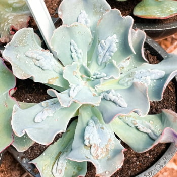 Echeveria Carunculata (caranculata) pote 11