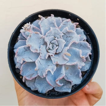 Echeveria Crispate Beauty pote 11