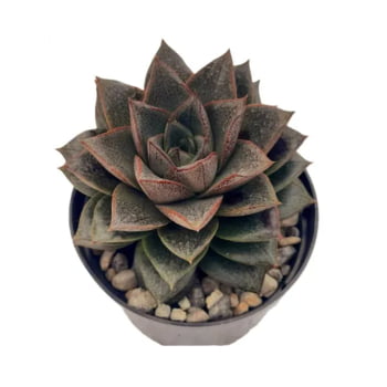 Echeveria Dionísio (dionysos) pote 11