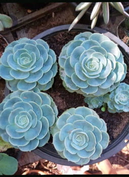 Echeveria Glauca pote 11