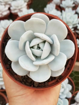 Echeveria Lauii pote 11