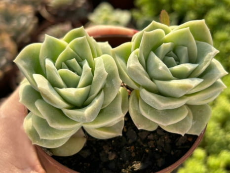 Echeveria Lovely Rose pote 9