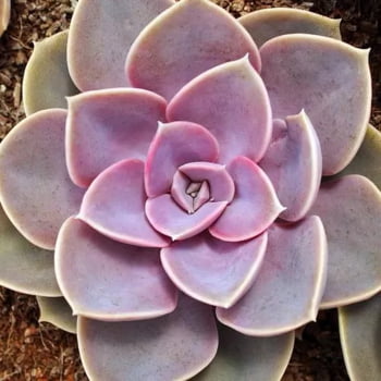 Muda Suculenta Echeveria Rosa Perle Von Nuremberg pote 11