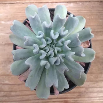 Muda Suculenta Echeveria Topsy Turvy pote 11