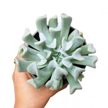 Muda Suculenta Echeveria Topsy Turvy pote 11