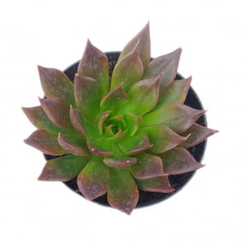 Suculenta Echeveria Black Prince pote 06