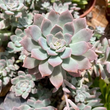 Suculenta echeveria Milky Way pote 06